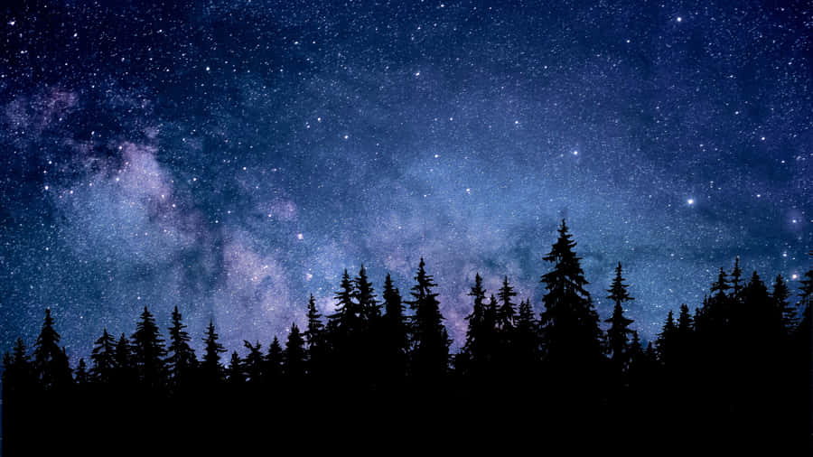 The Calming Sounds Of The Peaceful Night Forest. Wallpaper