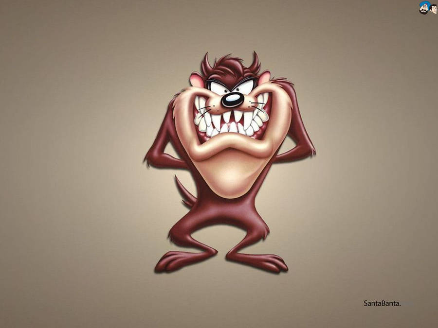 The Dangerous And Misunderstood Tasmanian Devil Wallpaper