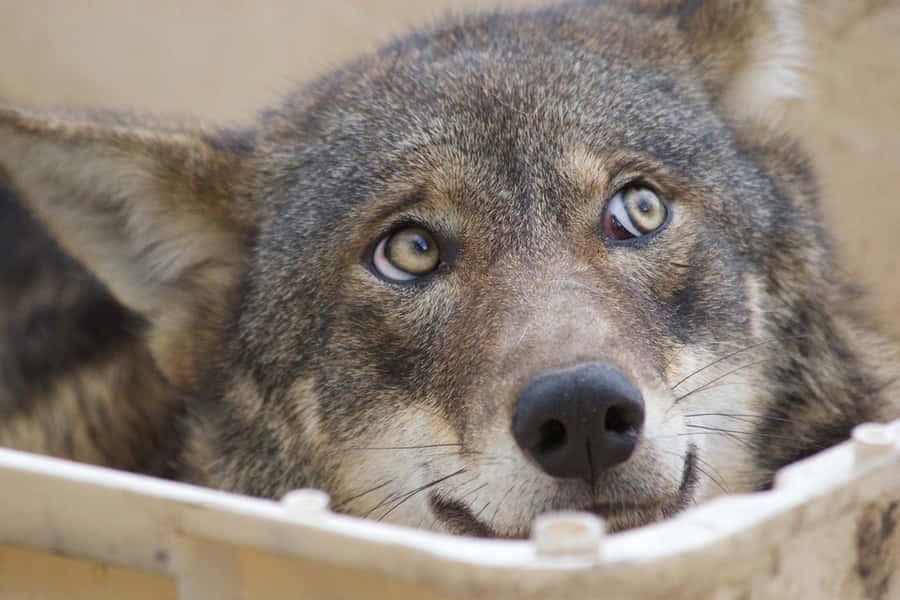 The Enchanting Stare Of A Gray Wolf Wallpaper