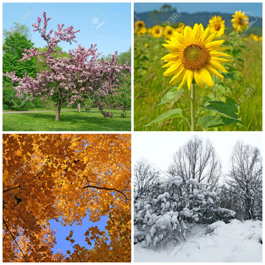 The Harmony Of Four Seasons Wallpaper