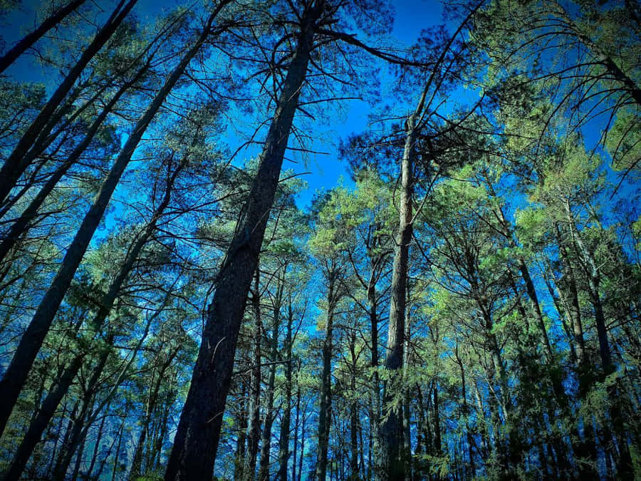 The Iconic Golden Gate Bridge Wallpaper