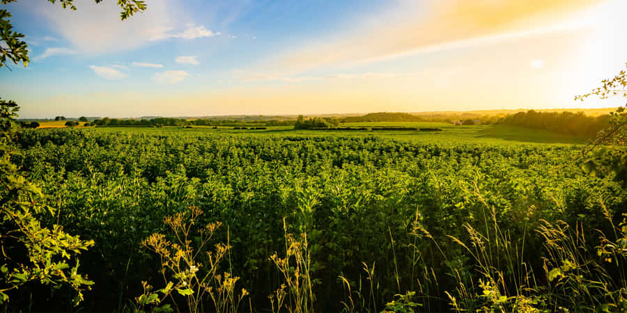 The Lotus Floating On The Glassy Water Wallpaper