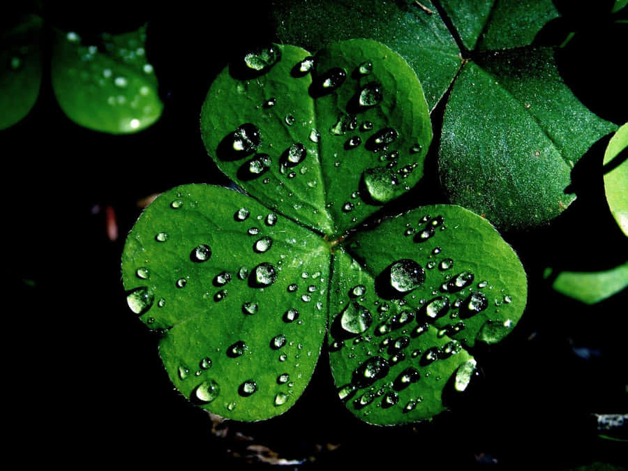 The Luck Of The Irish! Wallpaper
