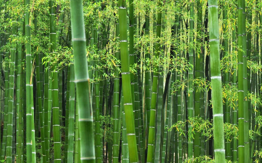 The Lush, Vibrant Beauty Of Bright Green Bamboo Wallpaper