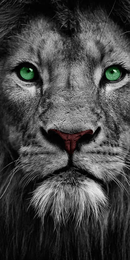 The Magnificence Of A Black Lion Wallpaper