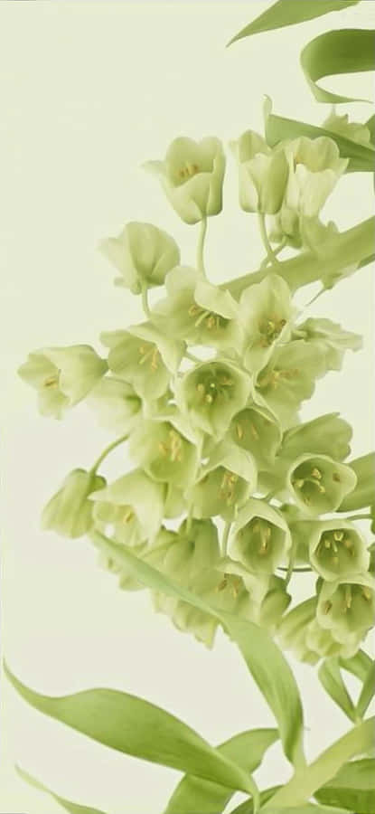 The New Google Pixel 6 Pro, Faster And Smarter Wallpaper