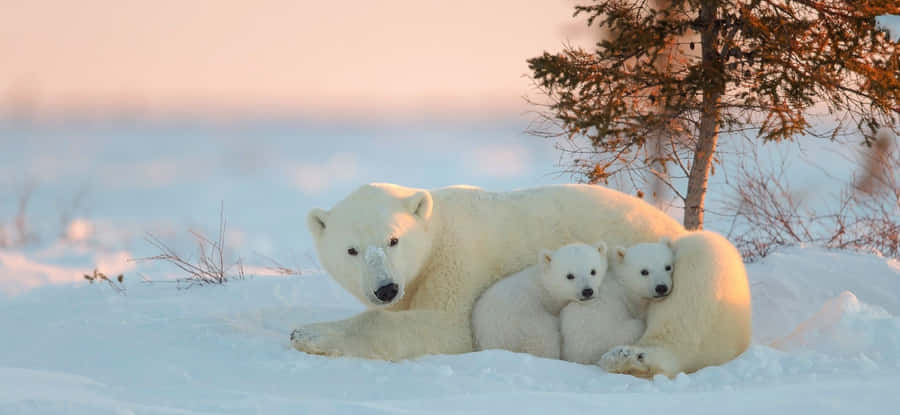 The Perfect Mix: Serene Blue Sky And Refreshing Green Meadow Wallpaper