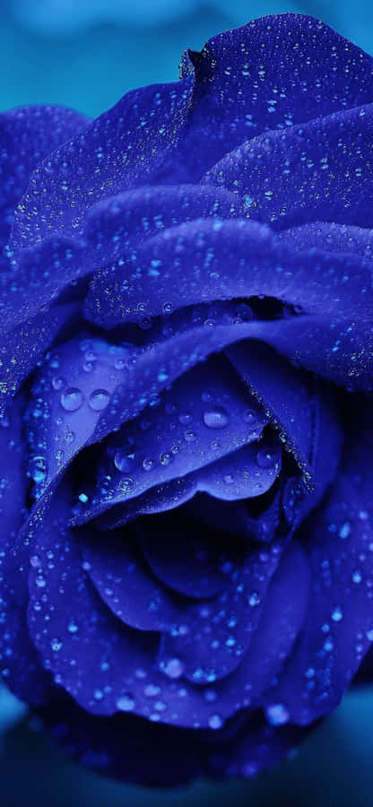 The Rich Beauty Of Dark Blue Rose Abstract