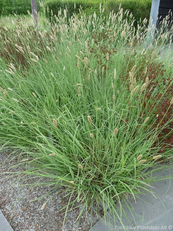 The Rolling Hills Of Blue Grass Wallpaper