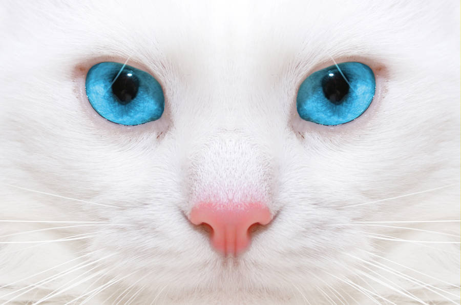 The Soulful Stare Of A Beautiful Cat Wallpaper
