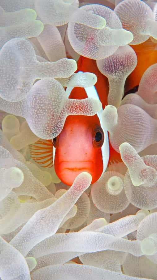 The Vibrant And Enchanting Clown Fish On An Iphone Device. Wallpaper