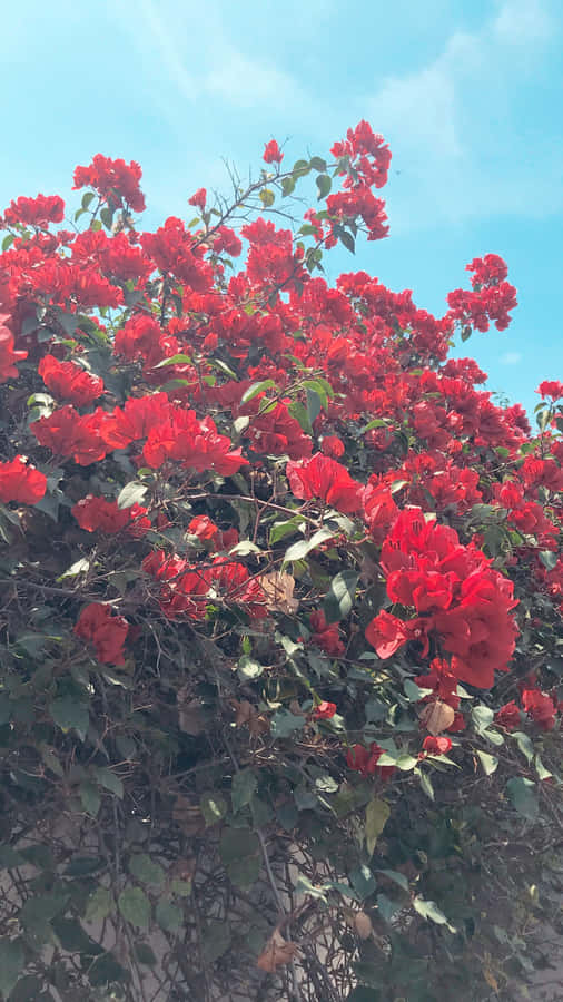 The Vibrant Beauty Of A Red Flower Wallpaper