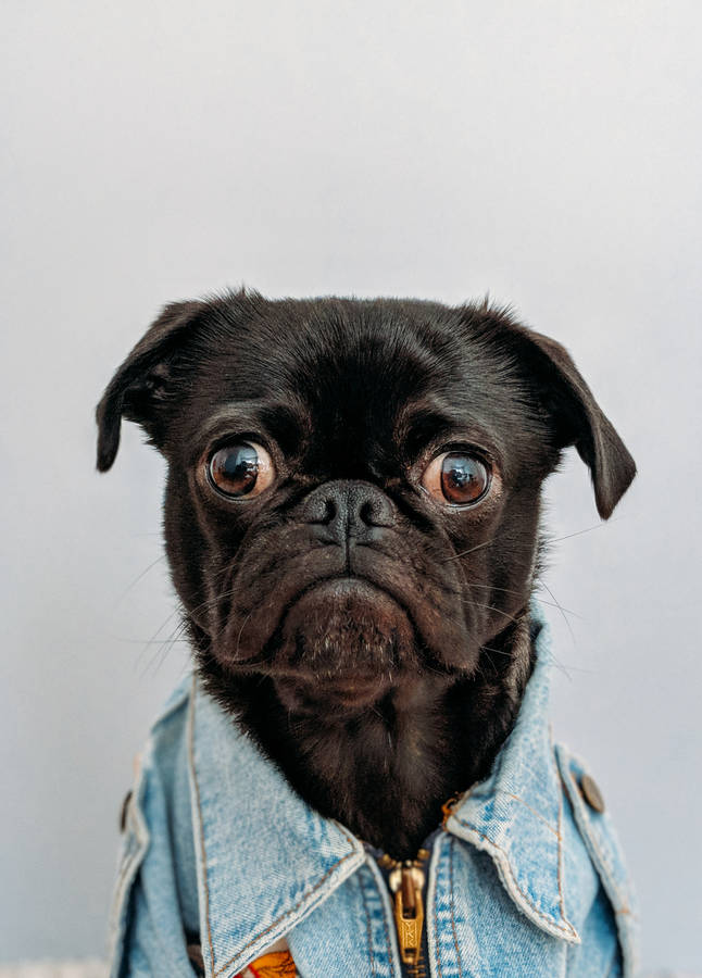 This Adorable Denim-clad Pooch Just Wants A Hug Wallpaper