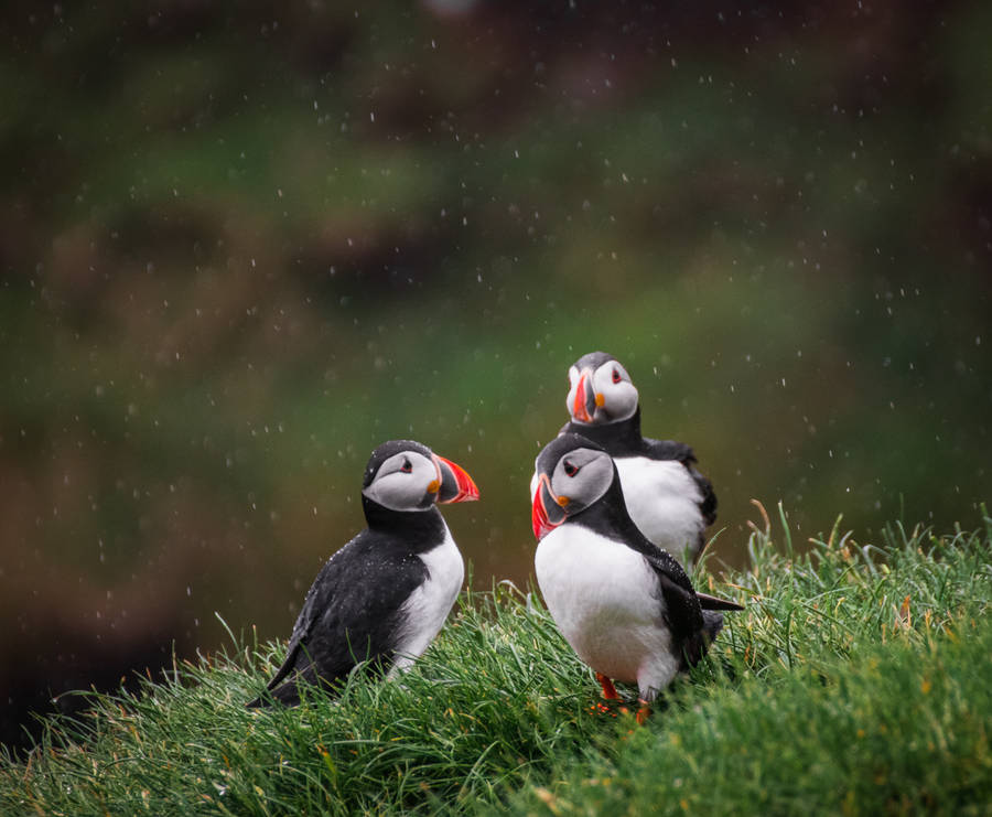 Three Cute Animals Puffin Birds Wallpaper