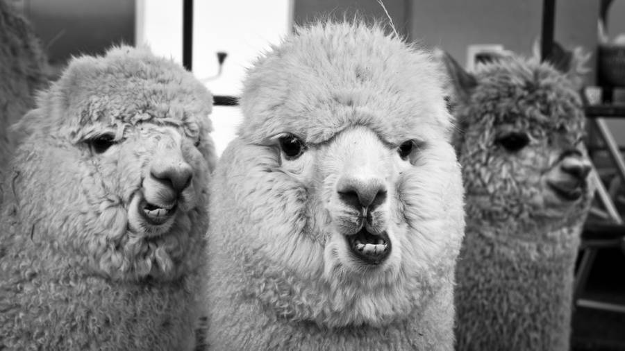 Three Gray Alpacas Wallpaper