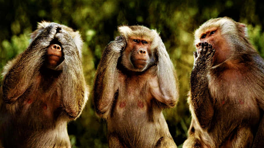 Three Monkeys Meme Wallpaper
