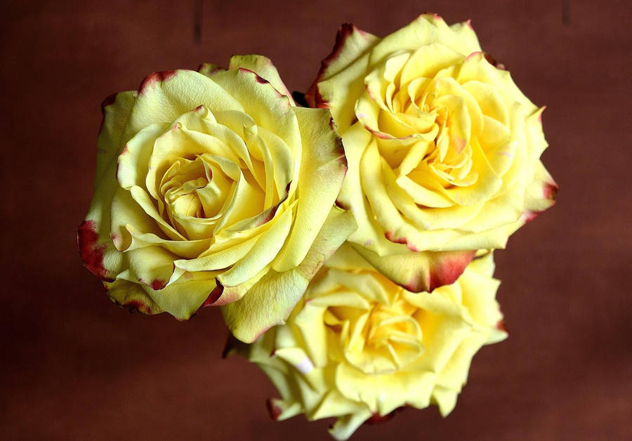 Three Sharp Colored Yellow Roses Wallpaper