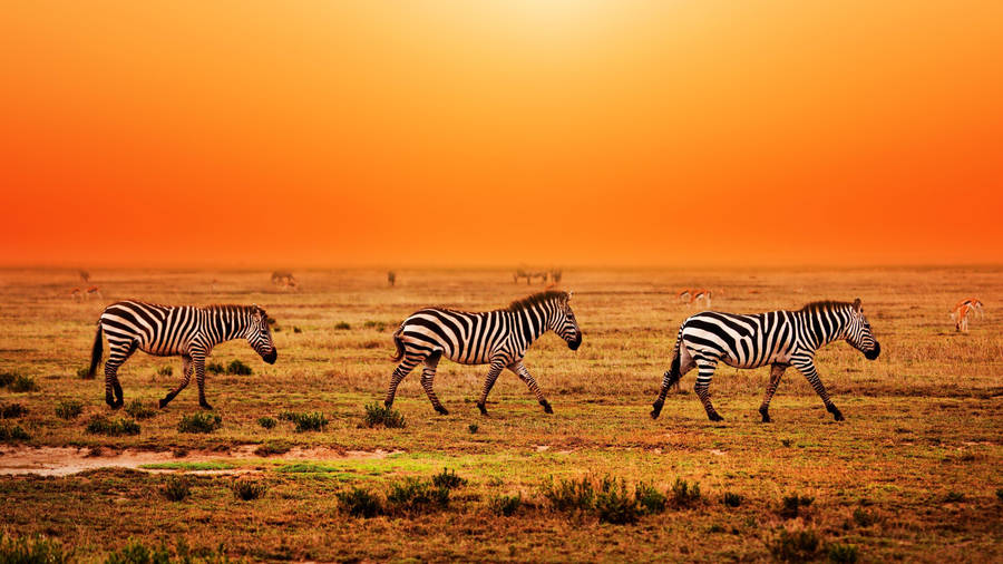 Three Zebra Walking In Field Wallpaper