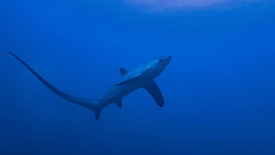 Thresher Shark Underwater Silhouette Wallpaper