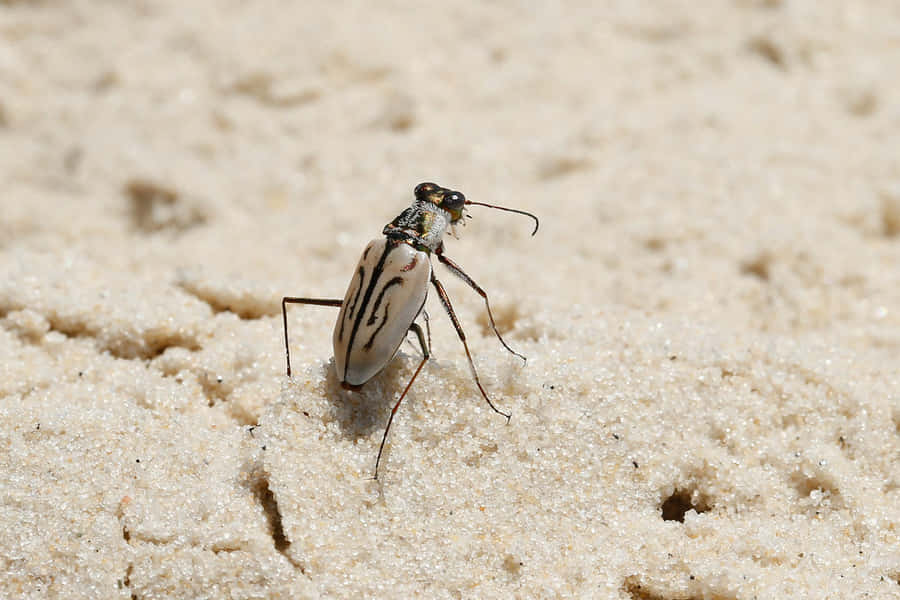 Tiger Beetleon Sand Wallpaper