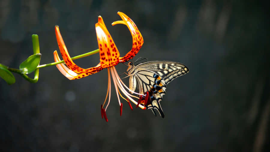 Tiger Lily And Butterfly Wallpaper