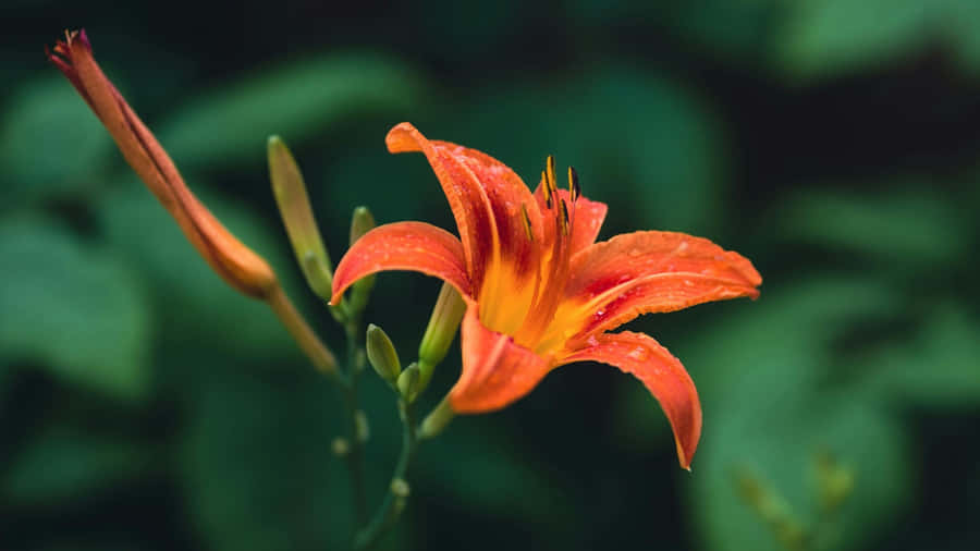 Tiger Lily Bloom Wallpaper