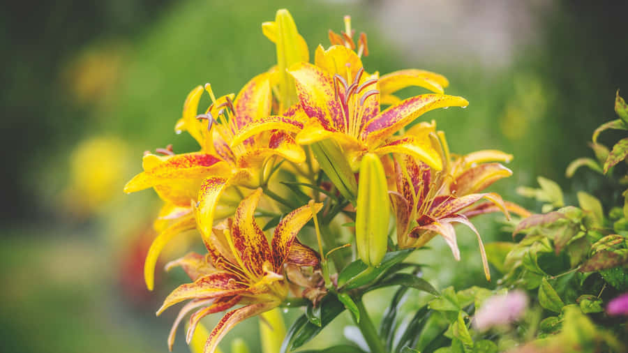 Tiger Lily Bloom Closeup Wallpaper