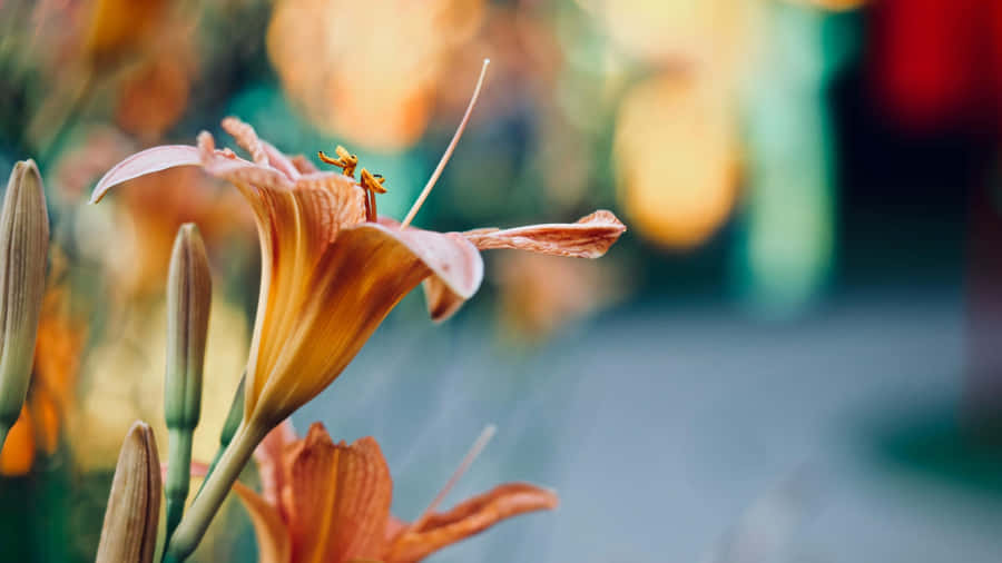 Tiger Lily Bloom Closeup Wallpaper
