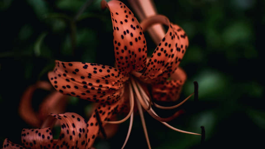 Tiger Lily Close Up Wallpaper