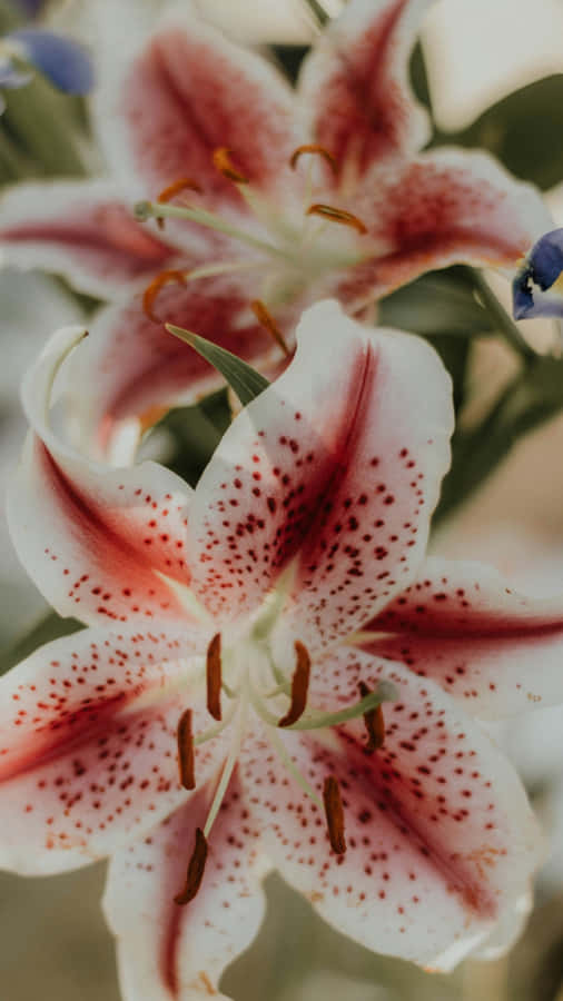 Tiger Lily Close Up Wallpaper