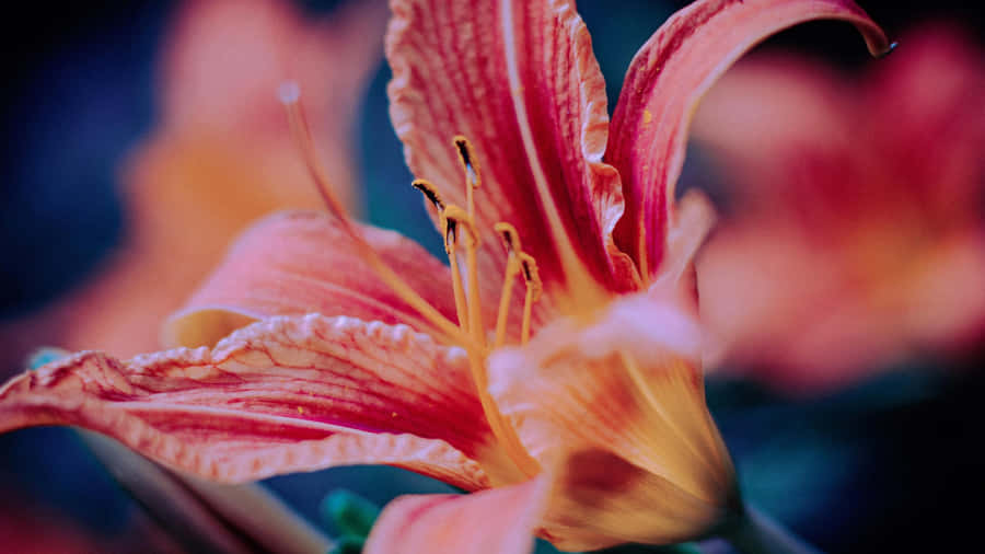 Tiger Lily Close Up Wallpaper