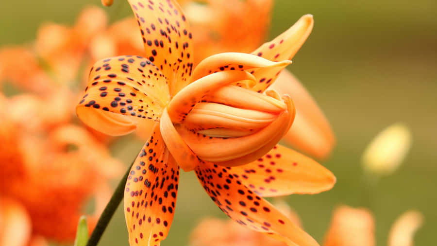 Tiger Lily Close Up Wallpaper