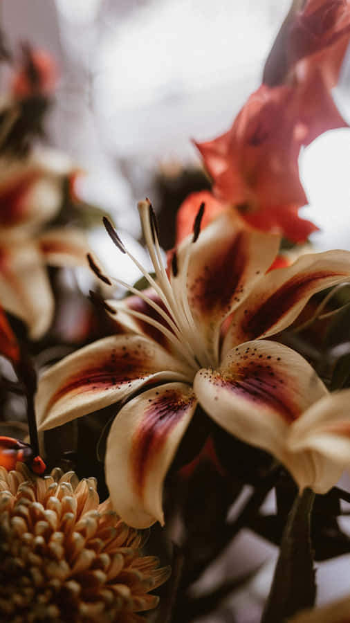 Tiger Lily Close Up Wallpaper