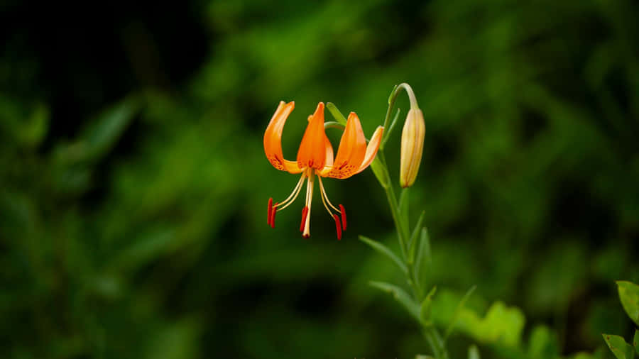 Tiger Lily Flower Bloom Wallpaper