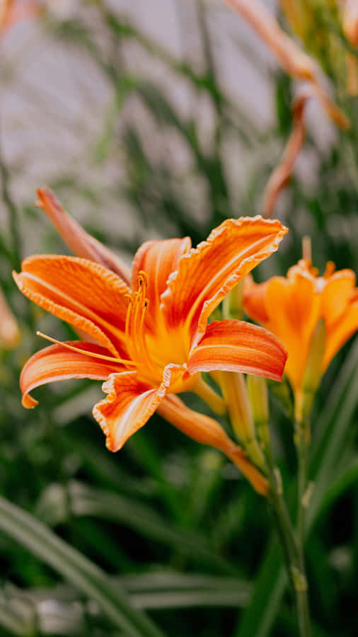 Tiger Lily Flower Close Up Wallpaper