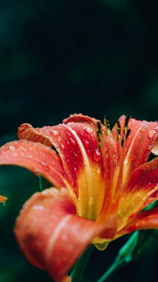 Tiger Lily Flower Close Up Wallpaper