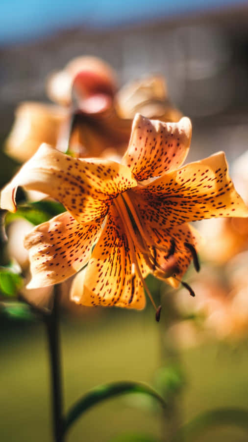 Tiger Lily Flower Close Up Wallpaper