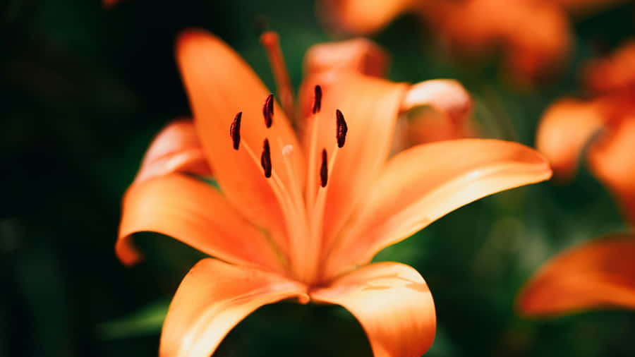 Tiger Lily Flower Close Up Wallpaper