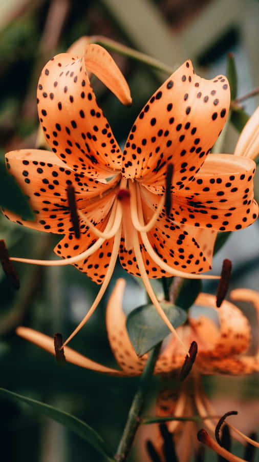 Tiger Lily Flower Closeup Wallpaper