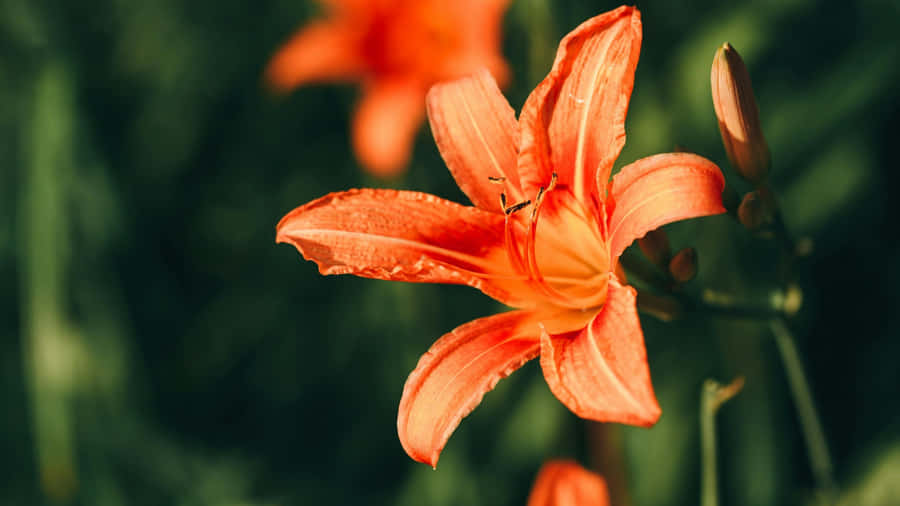 Tiger Lily Flower Closeup Wallpaper
