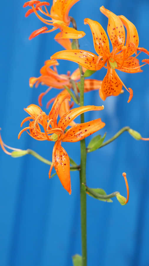 Tiger Lily Flowers Bloom Wallpaper