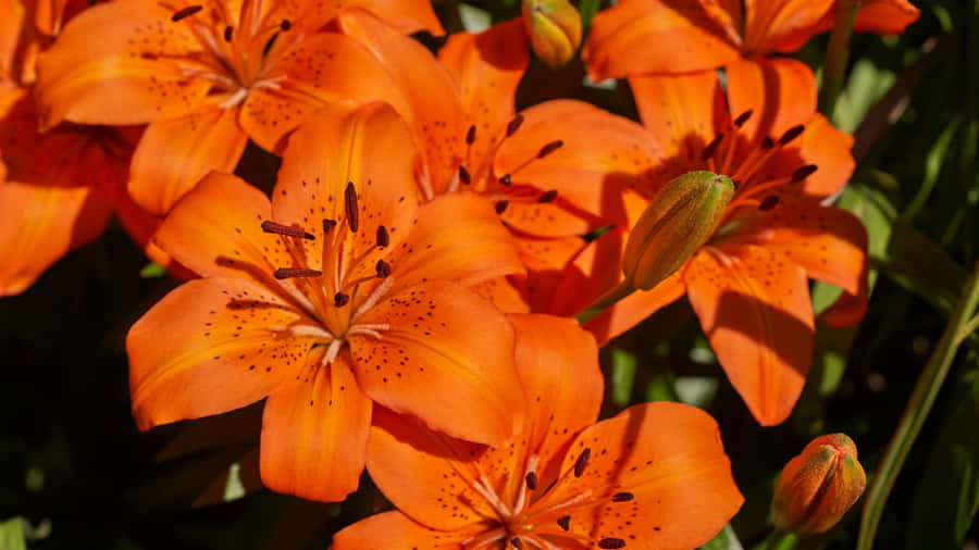 Tiger Lily Flowers Bloom Wallpaper