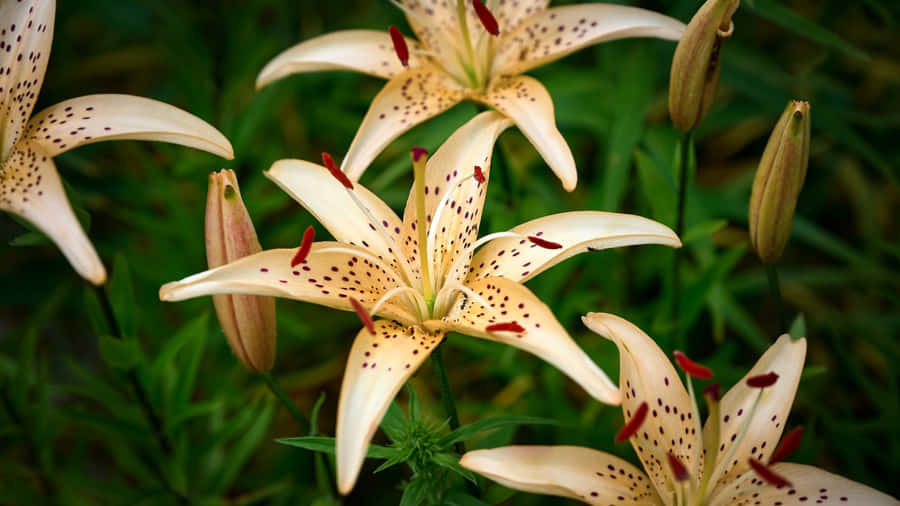 Tiger Lily Flowers Blooming Wallpaper