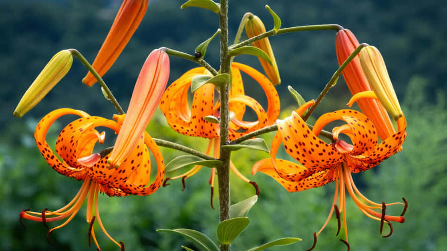 Tiger Lily Flowers Blooming Wallpaper