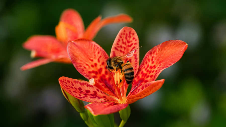 Tiger Lily With Bee Wallpaper