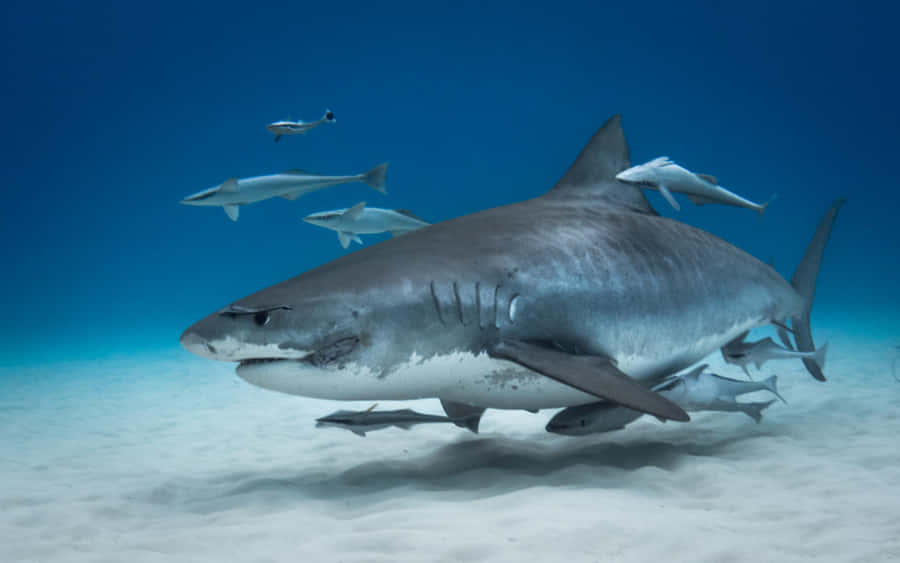 Tiger Shark Ocean Blue Wallpaper