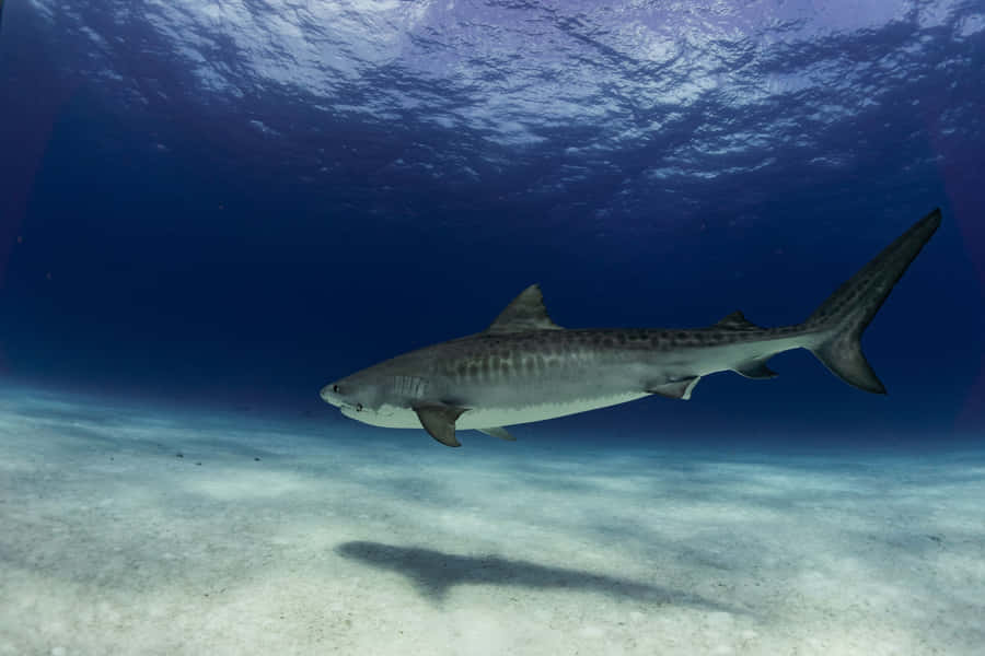 Tiger Shark Swimming Over Sandy Seabed Wallpaper