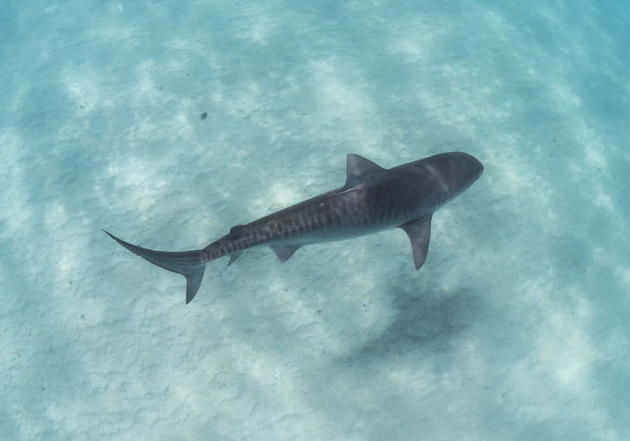 Tiger Shark Swimming Over Sandy Seabed Wallpaper