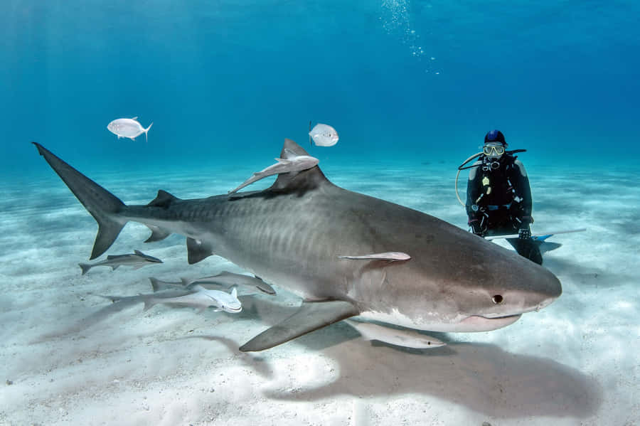 Tiger Sharkand Diver Underwater Wallpaper