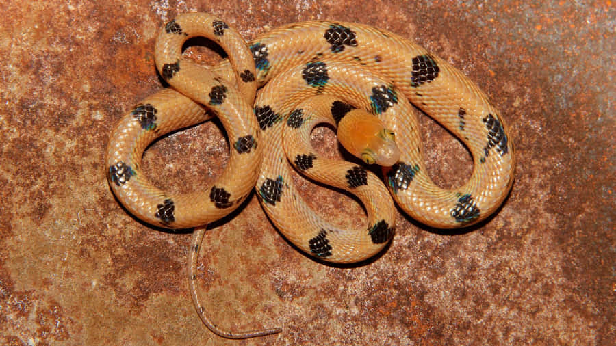 Tiger Snake Coiledon Rock Wallpaper